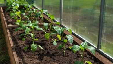 pepper, paprika, seedling, landing, foliage, greenhouse, vegetables, spring, nature, garden, village, seedling, greenhouse, greenhouse, greenhouse, greenhouse, greenhouse